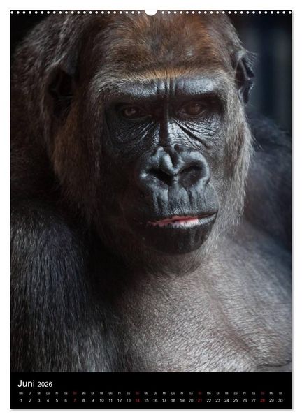 Produktbild: Gorillas (Wandkalender 2026 DIN A2 hoch), CALVENDO Monatskalender