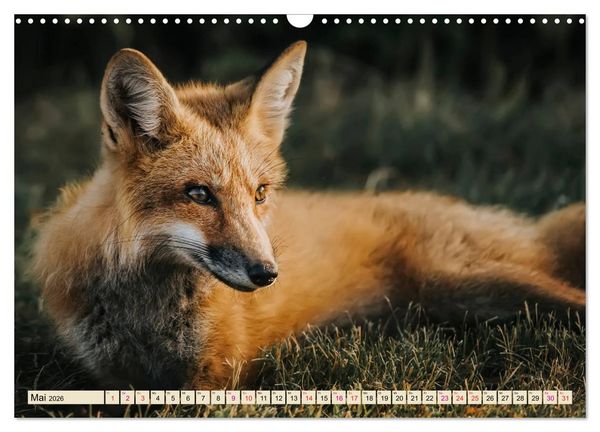 Produktbild: Fuchs - schlauer R&auml;uber (Wandkalender 2026 DIN A3 quer), CALVENDO Monatskalender