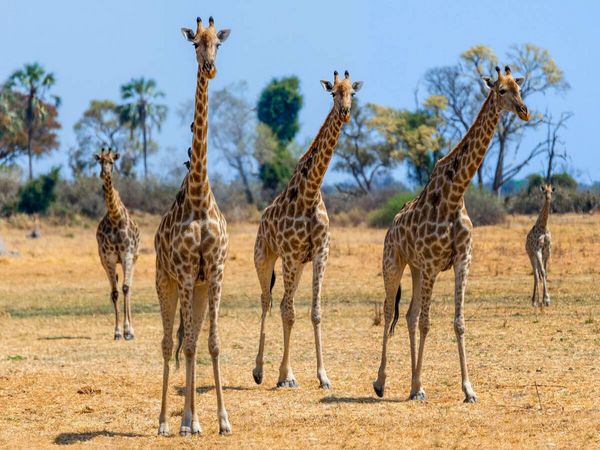 Produktbild: CALVENDO Puzzle Giraffen im Moremi Game Reserve | 1000 Teile Lege-Gr&ouml;&szlig;e 64x48cm Foto-Puzzle f&uuml;r gl&uuml;ckliche Stunden