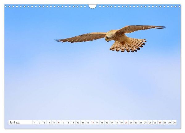Produktbild: V&ouml;gel in der Extremadura (Wandkalender 2027 DIN A3 quer), CALVENDO Monatskalender