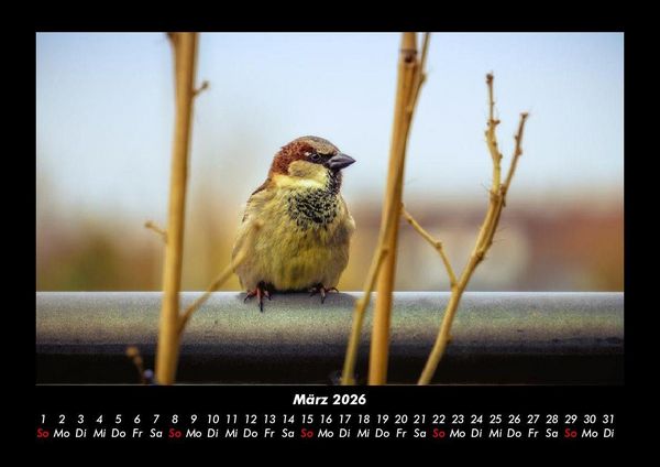 Produktbild: V&ouml;gel 2026 Fotokalender DIN A3