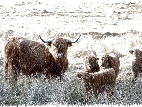 Produktbild: CALVENDO Puzzle Schottisches Hochlandrind in Glencoe | 1000 Teile Lege-Gr&ouml;&szlig;e 64x48cm Foto-Puzzle f&uuml;r gl&uuml;ckliche Stunden