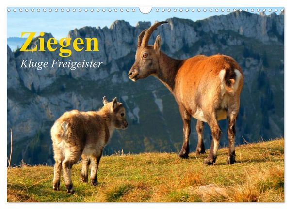 Produktbild: Ziegen. Kluge Freigeister (Wandkalender 2026 DIN A3 quer), CALVENDO Monatskalender