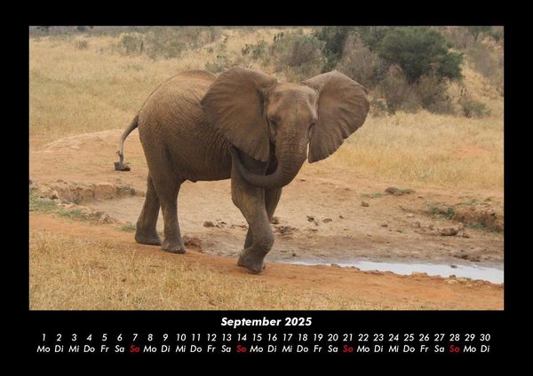 Produktbild: Der Elefantenkalender 2025 Fotokalender DIN A3