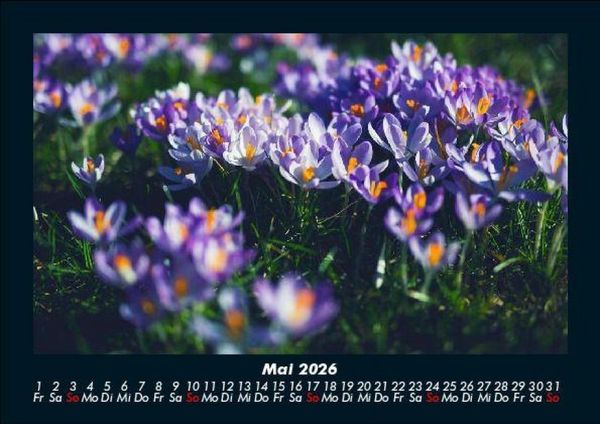 Produktbild: Blumentraum 2026 Fotokalender DIN A5