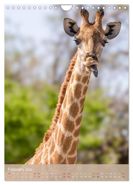 Produktbild: Giraffe Tales (Wall Calendar 2026 DIN A4 portrait), CALVENDO 12 Month Wall Calendar