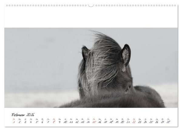 Produktbild: Islandpferde von Brimilsvellir (hochwertiger Premium Wandkalender 2026 DIN A2 quer), Kunstdruck in Hochglanz