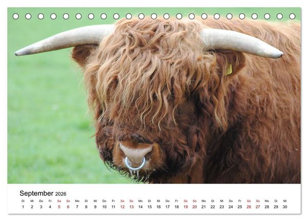 Produktbild: Die Schottischen Hochlandrinder und ihr Nachwuchs (Tischkalender 2026 DIN A5 quer), CALVENDO Monatskalender