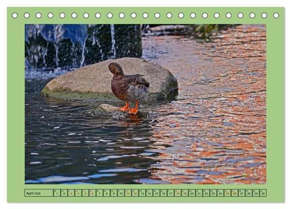 Produktbild: Faszination Stadtpark Odense (Tischkalender 2026 DIN A5 quer), CALVENDO Monatskalender