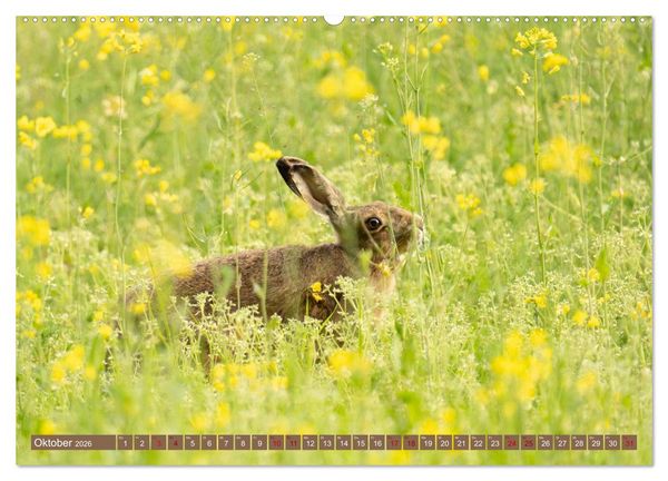 Produktbild: Feldhasen unterwegs in Wald und Flur (Wandkalender 2026 DIN A2 quer), CALVENDO Monatskalender