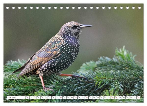 Produktbild: Heimische Gartenv&ouml;gel (Tischkalender 2026 DIN A5 quer), CALVENDO Monatskalender
