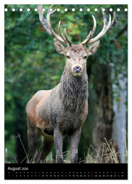 Produktbild: Wildlife 2026 (Tischkalender 2026 DIN A5 hoch), CALVENDO Monatskalender