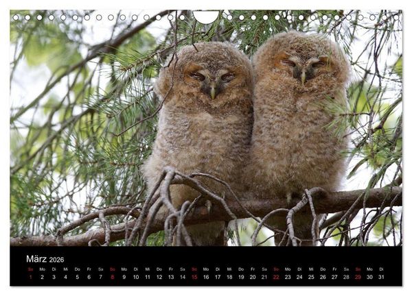 Produktbild: Waldk&auml;uze, fotografiert in M&uuml;nchen (Wandkalender 2026 DIN A4 quer), CALVENDO Monatskalender