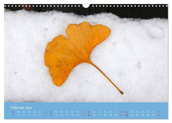 Produktbild: Geliebter Ginkgo (Wandkalender 2026 DIN A3 quer), CALVENDO Monatskalender
