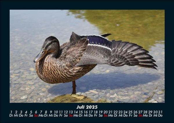 Produktbild: Enten 2025 Fotokalender DIN A5