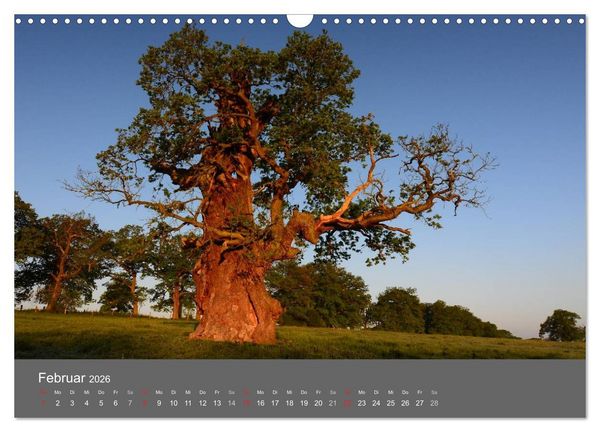Produktbild: B&auml;ume (Wandkalender 2026 DIN A3 quer), CALVENDO Monatskalender