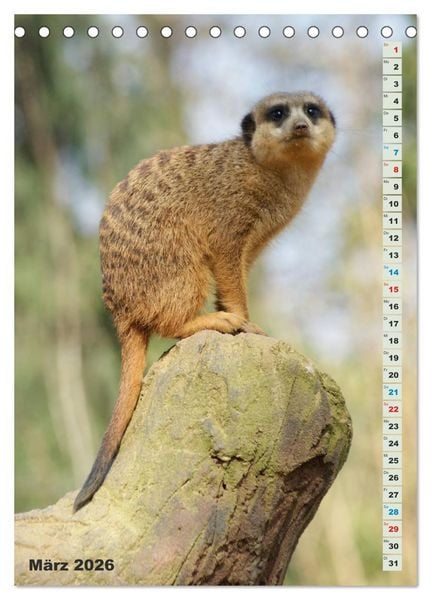 Produktbild: Erdm&auml;nnchen-Meerkats-Surikate (Tischkalender 2026 DIN A5 hoch), CALVENDO Monatskalender