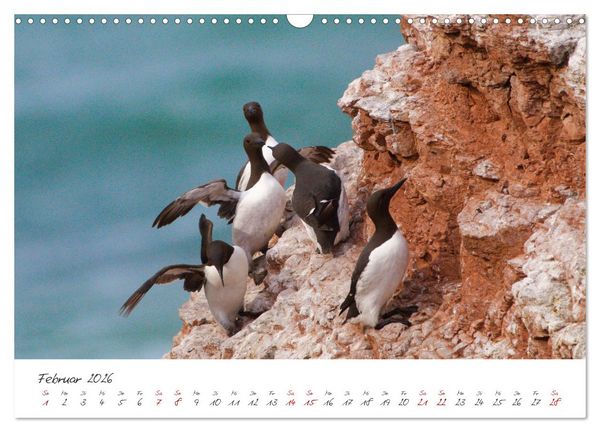 Produktbild: Vogelwelt Helgoland - von Ostfriesenfotografie (Wandkalender 2026 DIN A3 quer), CALVENDO Monatskalender