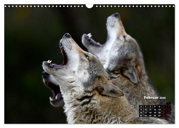 Produktbild: Willkommen Wolf (Wandkalender 2026 DIN A3 quer), CALVENDO Monatskalender