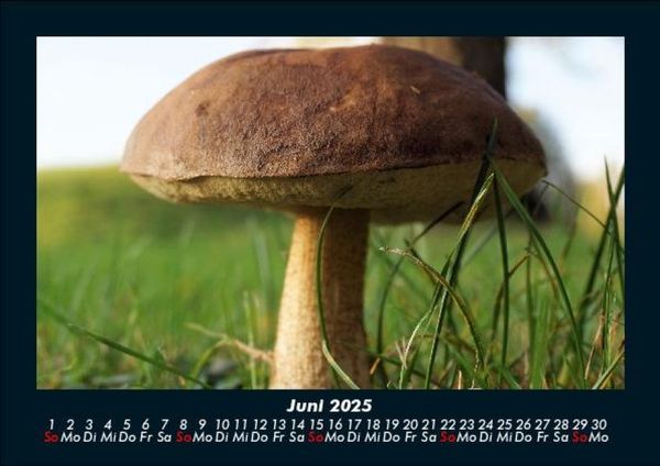 Produktbild: Pilzkalender 2025 Fotokalender DIN A5