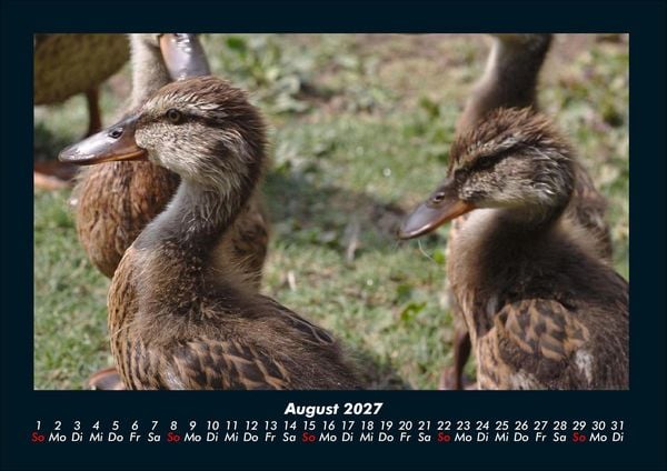Produktbild: Enten 2027 Fotokalender DIN A4