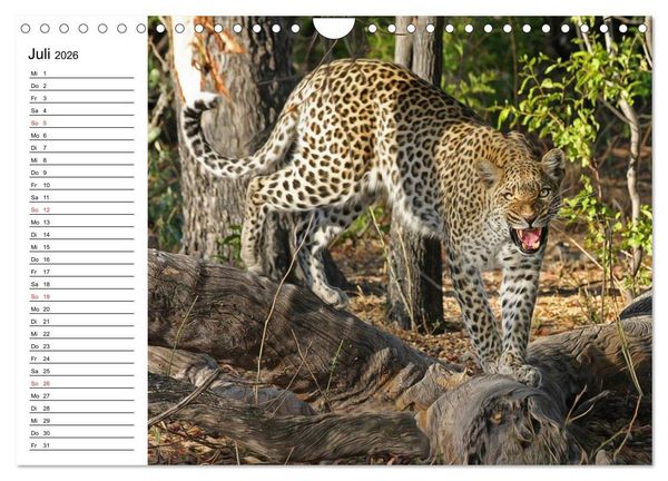 Produktbild: Leoparden. Elegante J&auml;ger (Wandkalender 2026 DIN A4 quer), CALVENDO Monatskalender