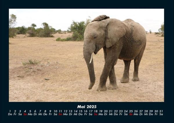 Produktbild: Elefanten - Die sanften Riesen Afrikas 2025 Fotokalender DIN A4