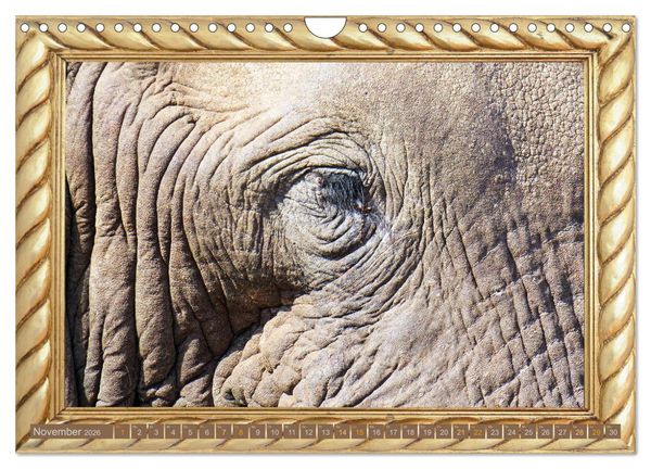 Produktbild: Augenblicke aus Afrika (Wandkalender 2026 DIN A4 quer), CALVENDO Monatskalender