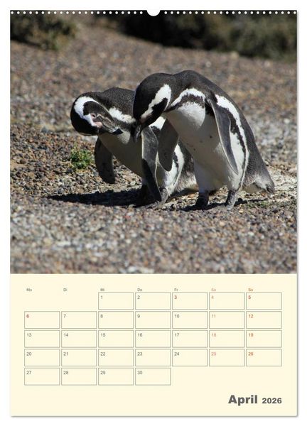 Produktbild: Mit Pinguinen durch das Jahr (Wandkalender 2026 DIN A2 hoch), CALVENDO Monatskalender