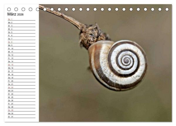 Produktbild: Der Schneckenkalender (Tischkalender 2026 DIN A5 quer), CALVENDO Monatskalender