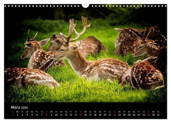 Produktbild: Rehe und Hirsche in freier Natur (Wandkalender 2026 DIN A3 quer), CALVENDO Monatskalender