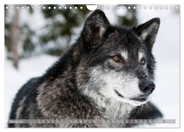 Produktbild: Wolves &bull; Faces of social hunters (Wall Calendar 2026 DIN A4 landscape), CALVENDO 12 Month Wall Calendar