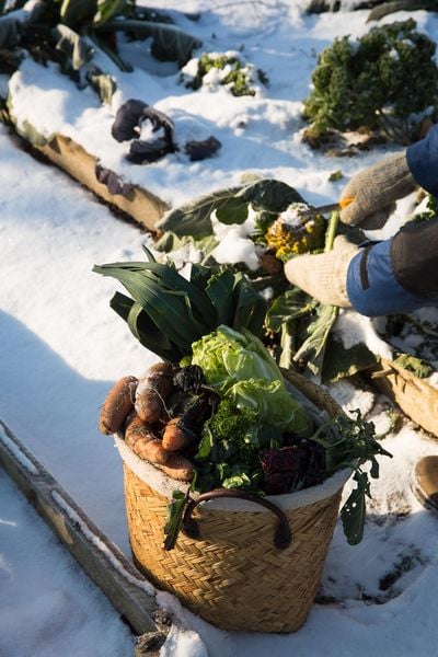 Produktbild: Frisches Gem&uuml;se im Winter ernten