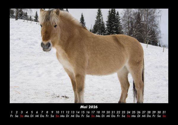 Produktbild: Pferde Kalender 2026 Fotokalender DIN A3