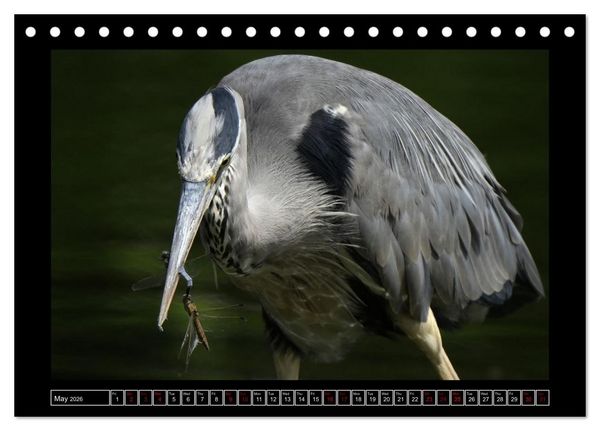 Produktbild: The heron parade (Desk Calendar 2026 DIN A5 landscape), CALVENDO 12 Month DeskCalendar