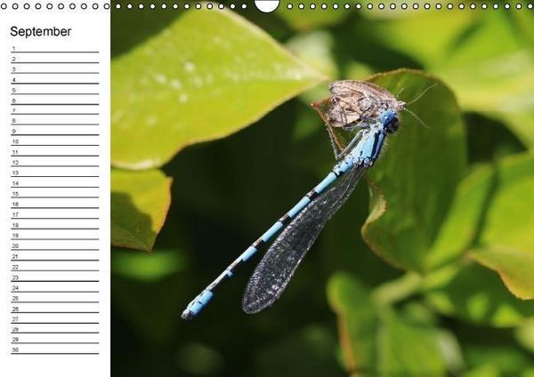 Produktbild: Libellen Geburtstagskalender (Wandkalender immerw&auml;hrend DIN A3 quer)