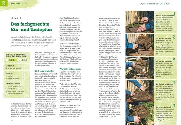 Produktbild: Bonsai ziehen, gestalten und pflegen