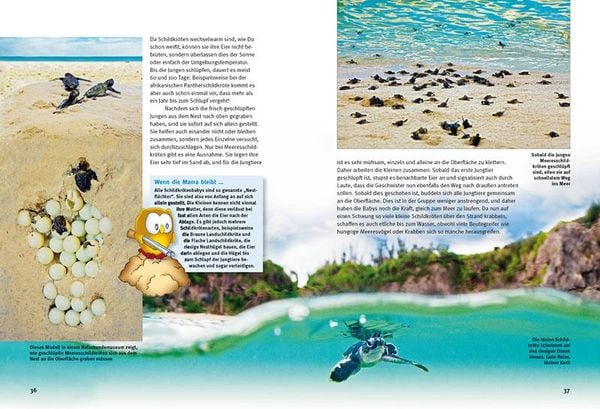 Produktbild: Entdecke die Schildkr&ouml;ten