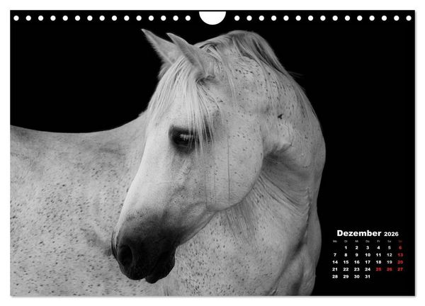 Produktbild: Pferde zwischen Licht und Schatten (Wandkalender 2026 DIN A4 quer), CALVENDO Monatskalender