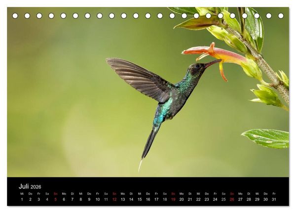 Produktbild: Der Kolibrikalender (Tischkalender 2026 DIN A5 quer), CALVENDO Monatskalender