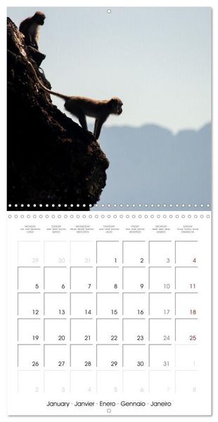 Produktbild: Rencontres animali&egrave;res (Calendrier mural carr&eacute; 2026 30x30 cm) Calendrier double avec une page pour vos prises de notes