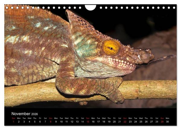 Produktbild: Chameleons Monsters of the African Bush (Wall Calendar 2026 DIN A4 landscape), CALVENDO 12 Month Wall Calendar