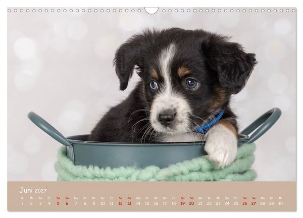 Produktbild: Mini Australian Shepherd, eine ganz besondere Rasse (Wandkalender 2027 DIN A3 quer), CALVENDO Monatskalender