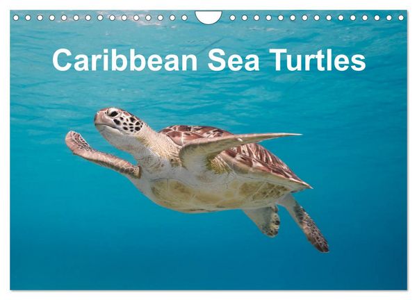 Produktbild: Caribbean Sea Turtles (Wall Calendar 2026 DIN A4 landscape), CALVENDO 12 Month Wall Calendar