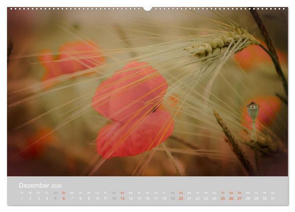Produktbild: Zauber des Mohns (Wandkalender 2026 DIN A2 quer), CALVENDO Monatskalender
