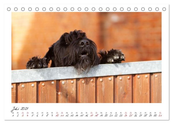 Produktbild: Riesenschnauzer - Herz auf vier Pfoten (Tischkalender 2027 DIN A5 quer), CALVENDO Monatskalender