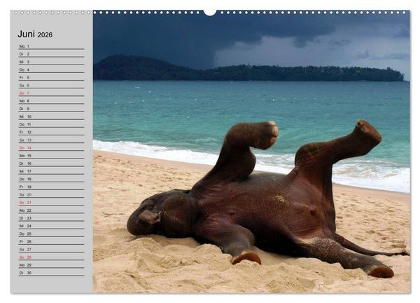 Produktbild: Elefanten. Spa&szlig; am Wasser (Wandkalender 2026 DIN A2 quer), CALVENDO Monatskalender