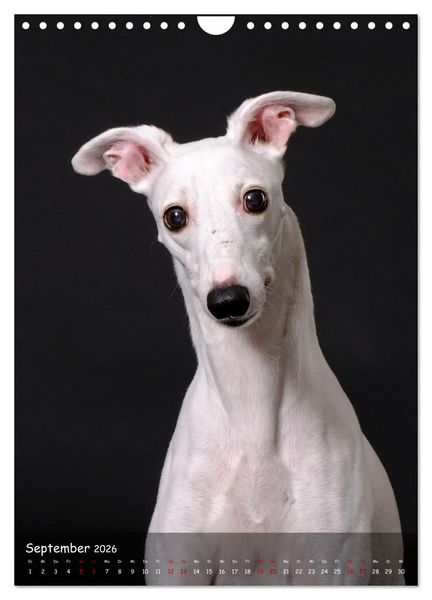 Produktbild: Whippets im Portrait (Wandkalender 2026 DIN A4 hoch), CALVENDO Monatskalender