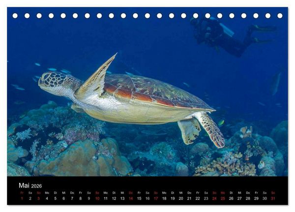 Produktbild: Faszinierendes Leben unter Wasser (Tischkalender 2026 DIN A5 quer), CALVENDO Monatskalender