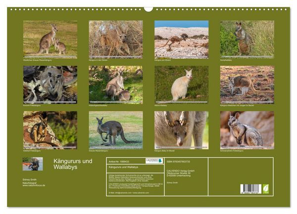 Produktbild: K&auml;ngururs und Wallabys (Wandkalender 2026 DIN A2 quer), CALVENDO Monatskalender